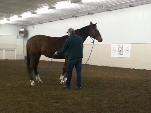 Ground work, desensitizing the horse